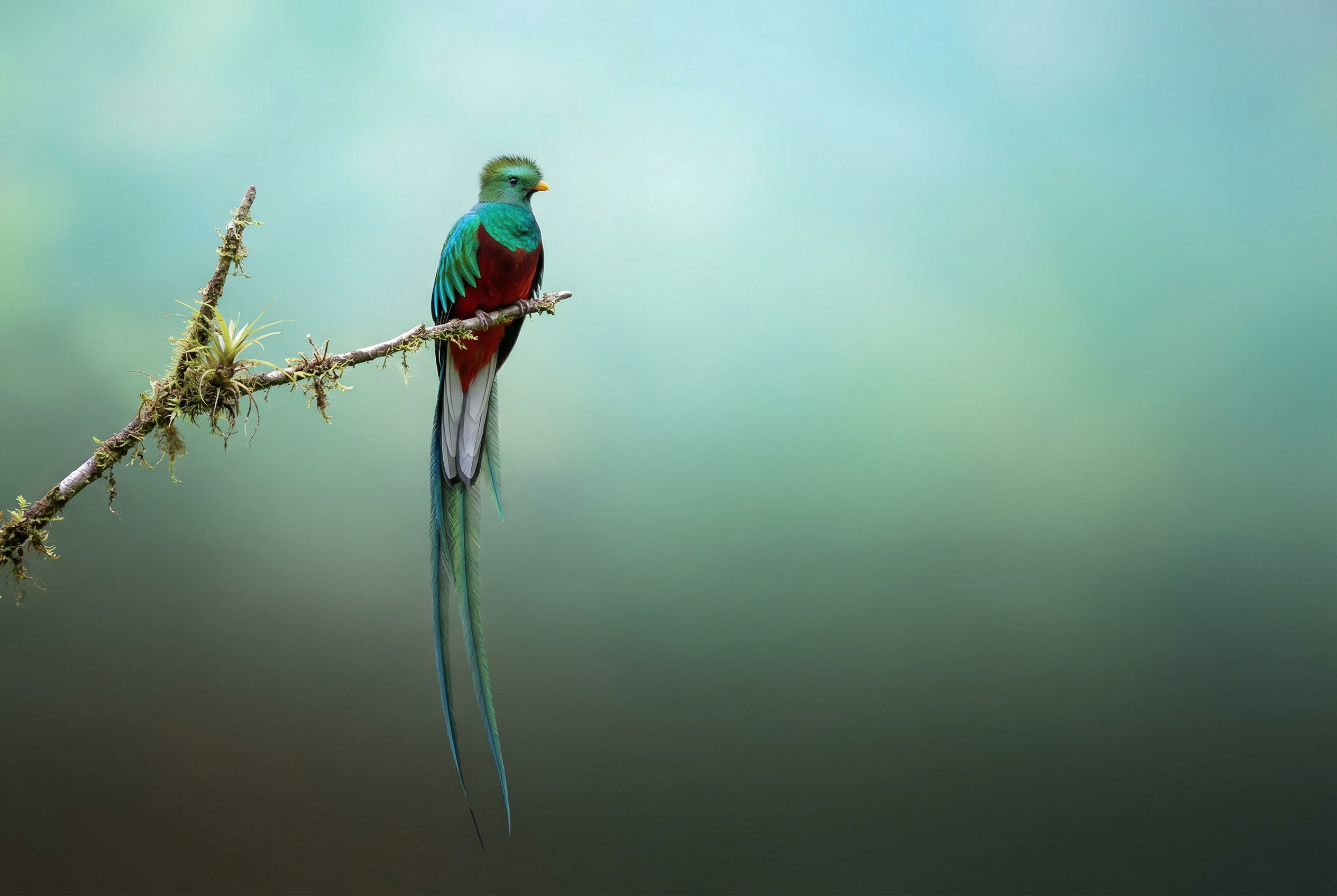 Resplendent Quetzal Wallpaper